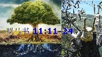 罗马书 11:11-24